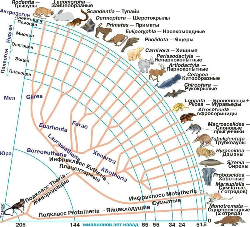 Млекопитающие Эволюция развития схема