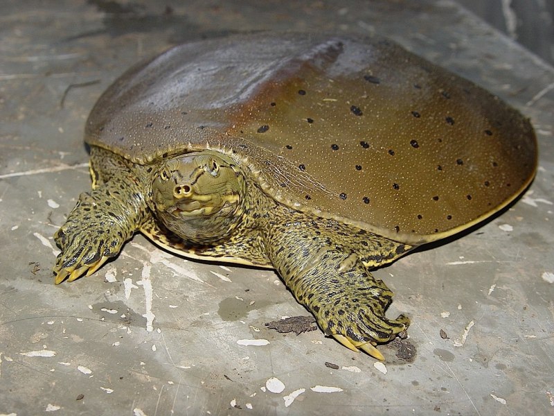 Apalone spinifera