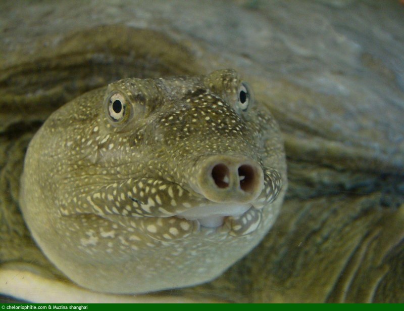 Pelodiscus sinensis (Дальневосточная черепаха, китайский трионикс)