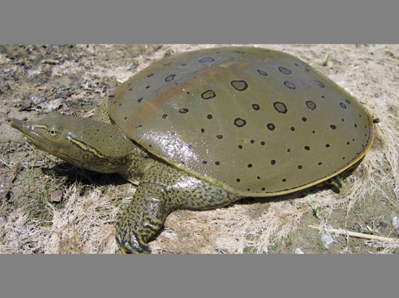 Spiny Softshell Turtle