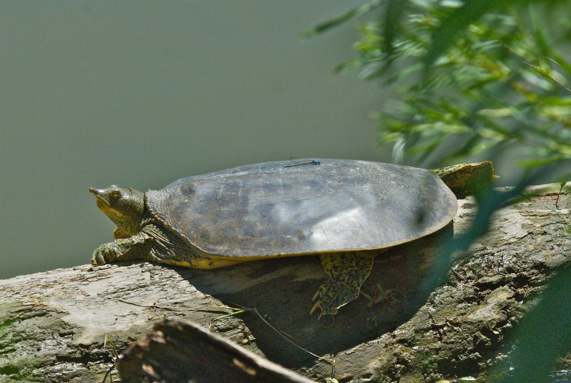 Дальневосточная черепаха Trionyx sinensis