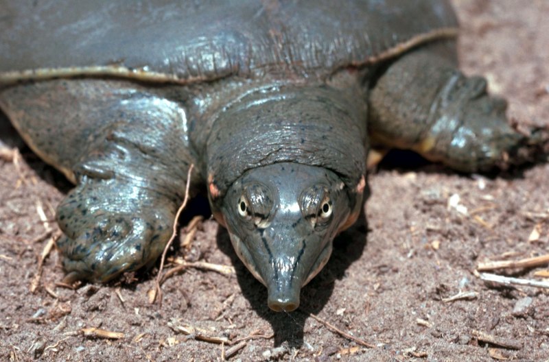 Pelochelys bibroni
