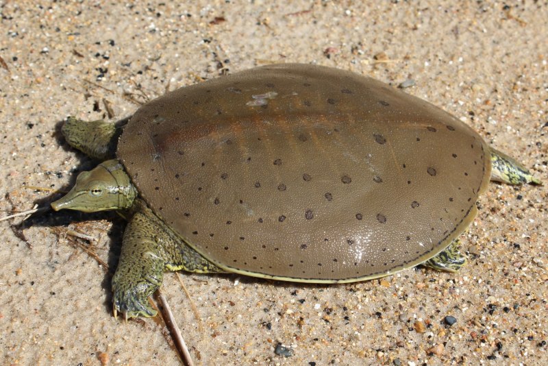 Spiny Softshell Turtle