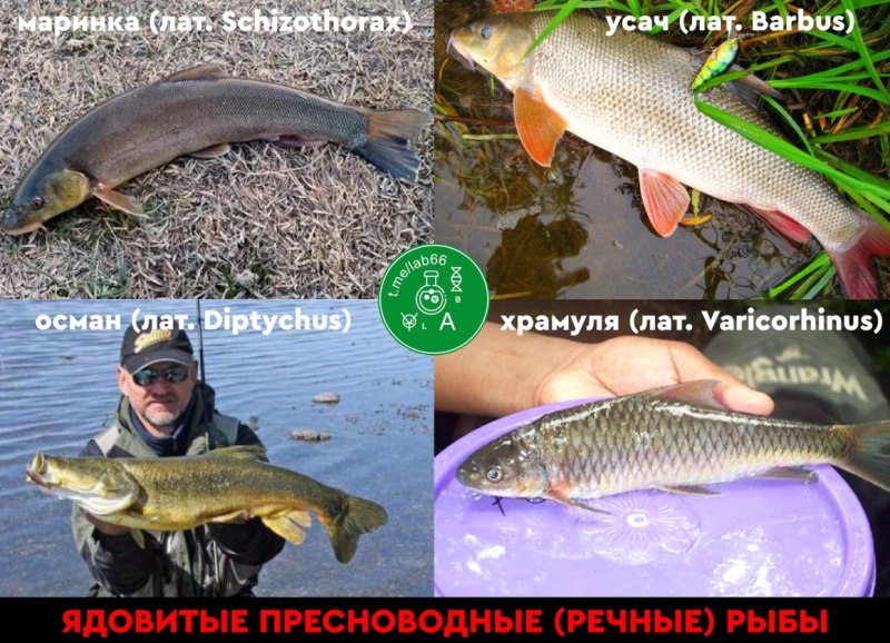 Рыба фугу ГТА 5