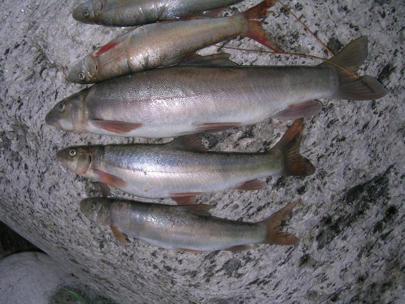 Балхашская Маринка