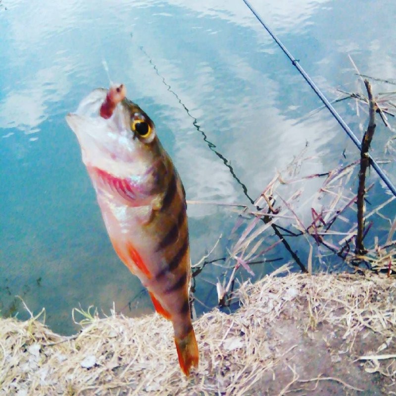 Fish Insta Post