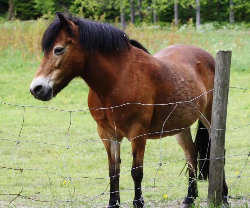 Gotland Pony