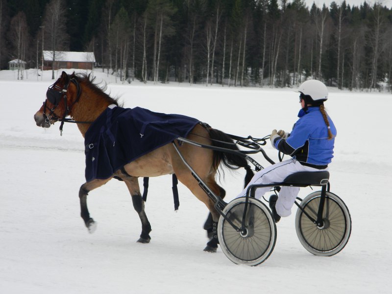 Gotland Pony ISO