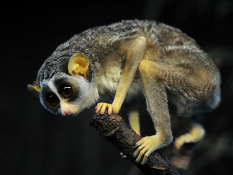 Slender Loris