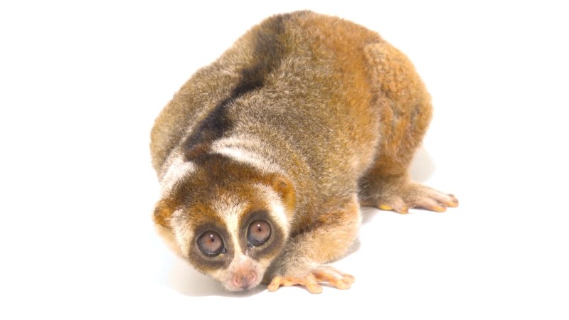Nycticebus bengalensis