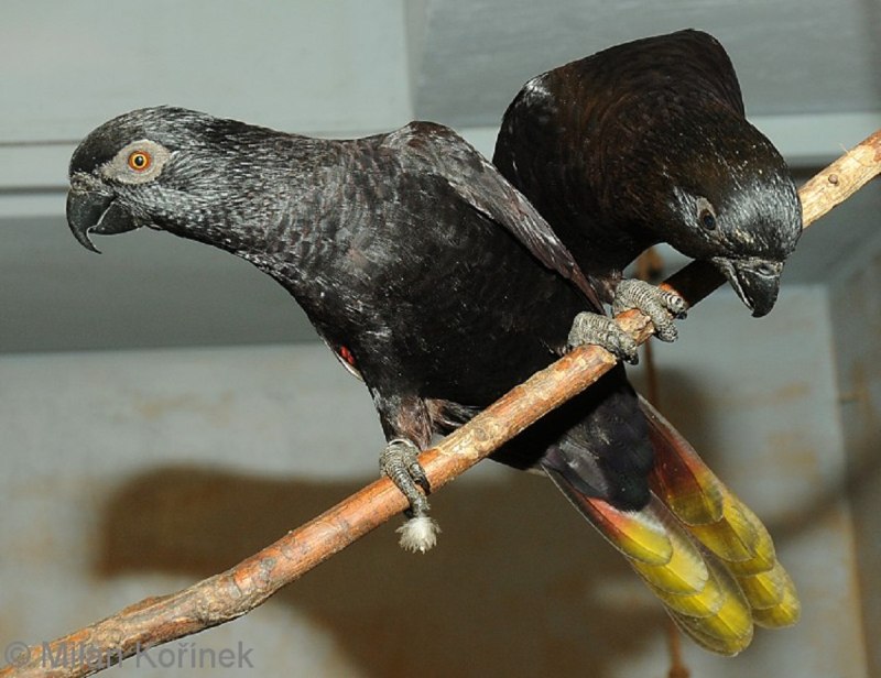 Chalcopsitta atra