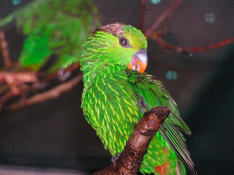Charmosyna toxopei