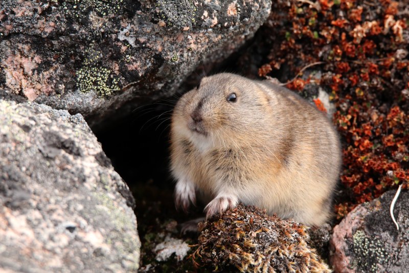 Сибирский лемминг Lemmus sibiricus