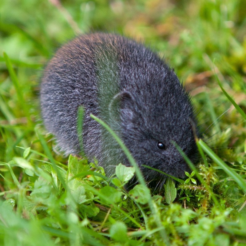 Лесной лемминг (Myopus schisticolor)