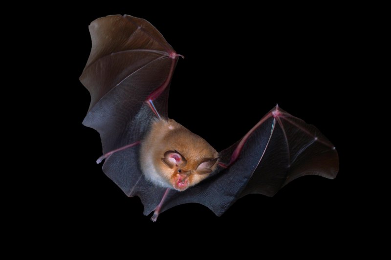 Bats and viruses