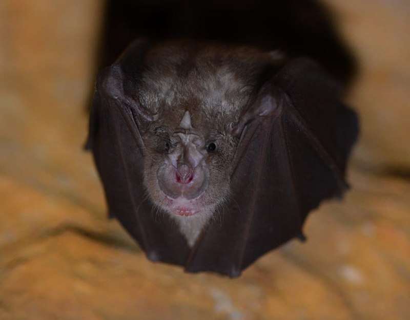 Rhinolophus hipposideros