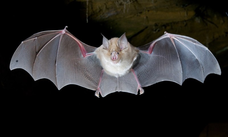 Rhinolophus ferrumequinum