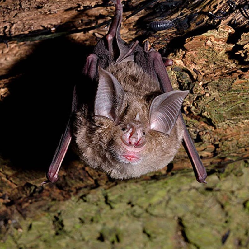 Rhinolophus ferrumequinum