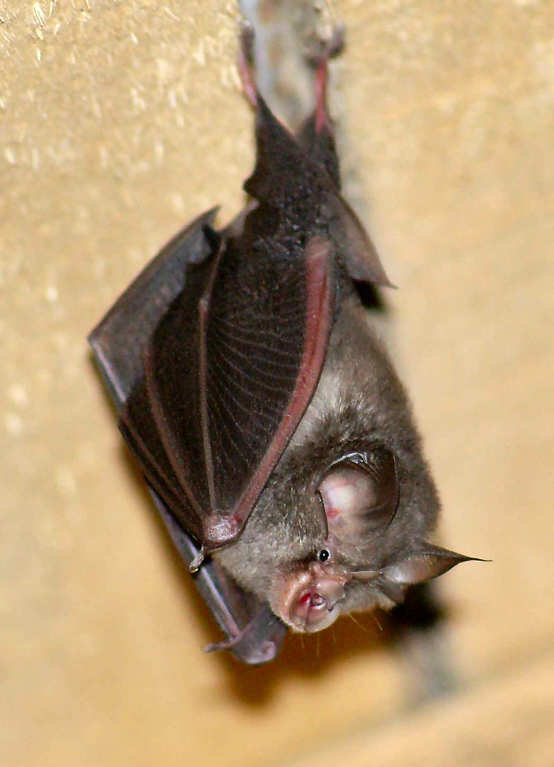 Rhinolophus hipposideros