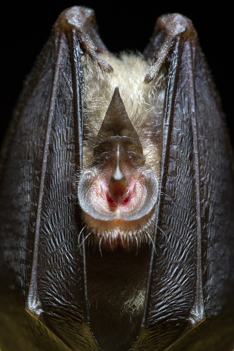 Rhinolophus ferrumequinum