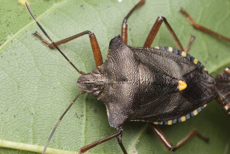 Щитник красноногий - Pentatoma rufipes