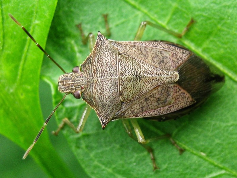 Podisus maculiventris