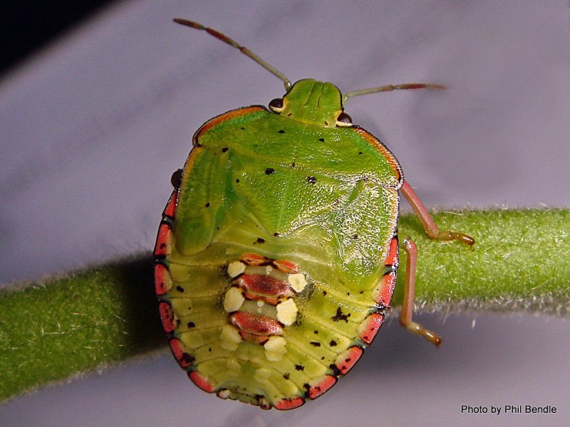 Щитник Nezara viridula