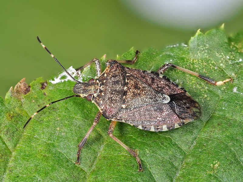 Halyomorpha halys