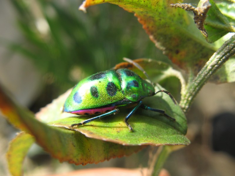 Chrysocoris stollii
