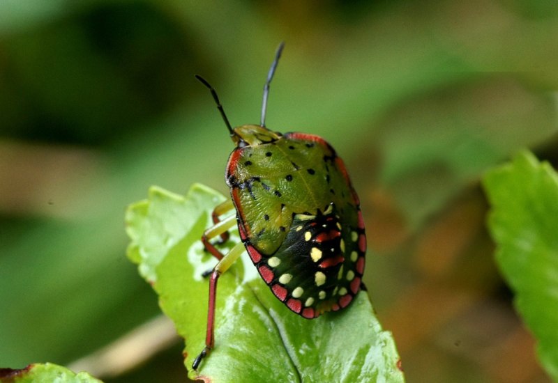 Клоп-щитник Nezara viridula