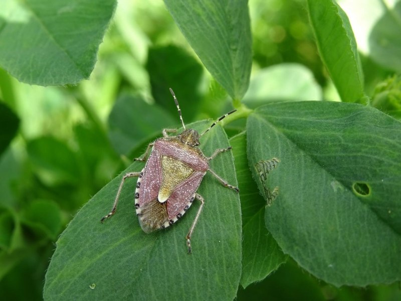 Dolycoris baccarum - щитник ягодный