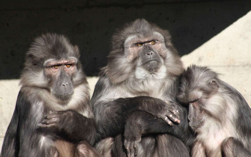 Macaca tonkeana
