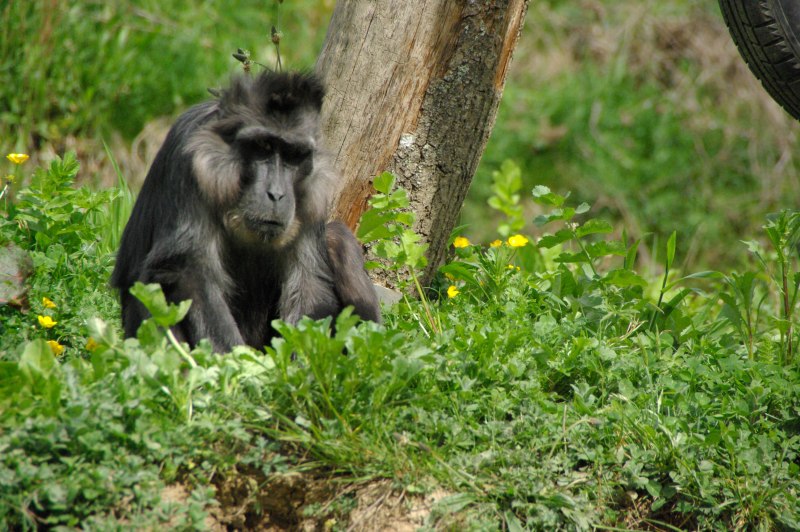 Six eared macaque