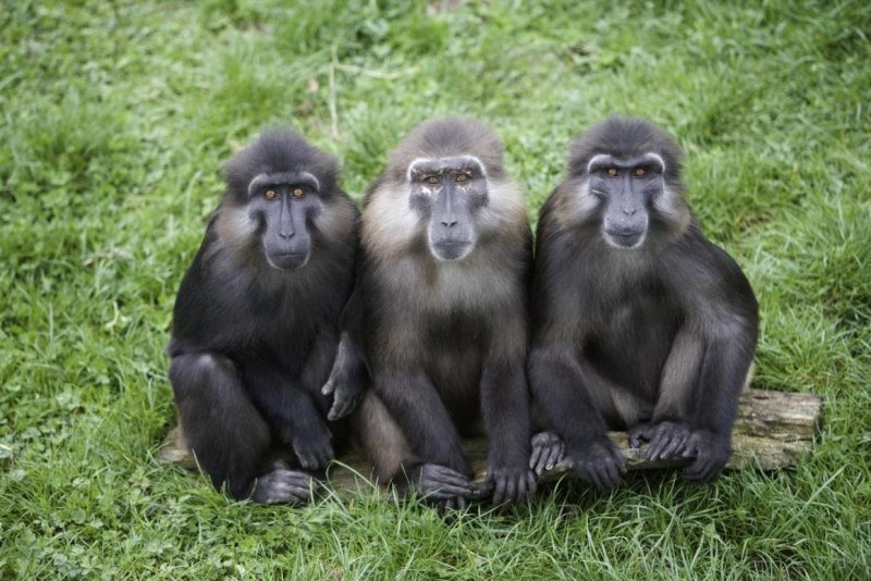 Macaca tonkeana