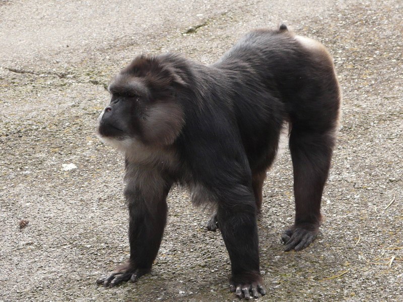 Macaca tonkeana