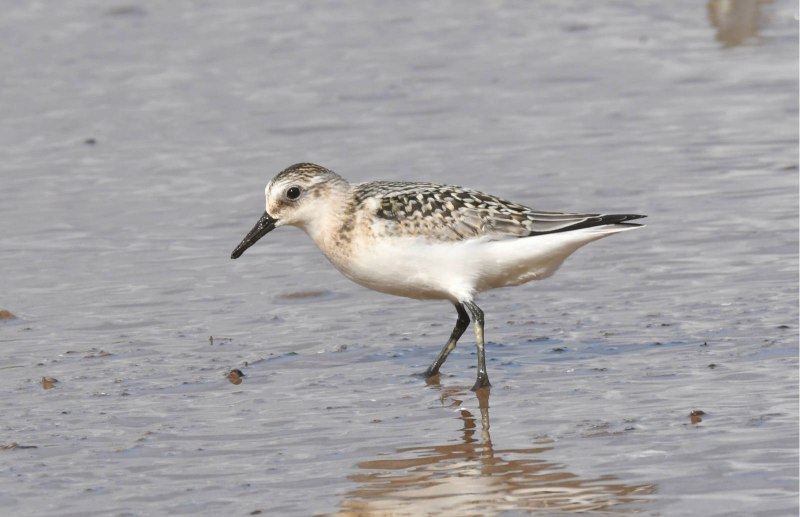 Сандерлинг ( Calidris Alba )