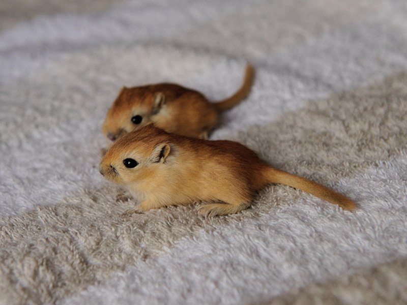Короткоухая Песчанка