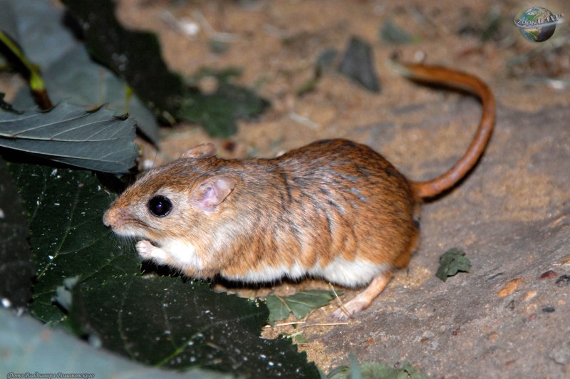 Полуденная Песчанка Meriones Meridianus