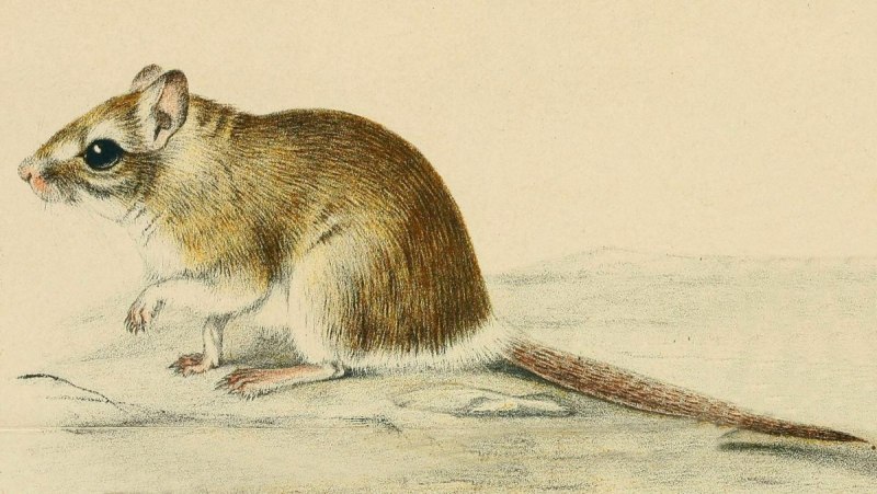 Gerbillus Gerbillus