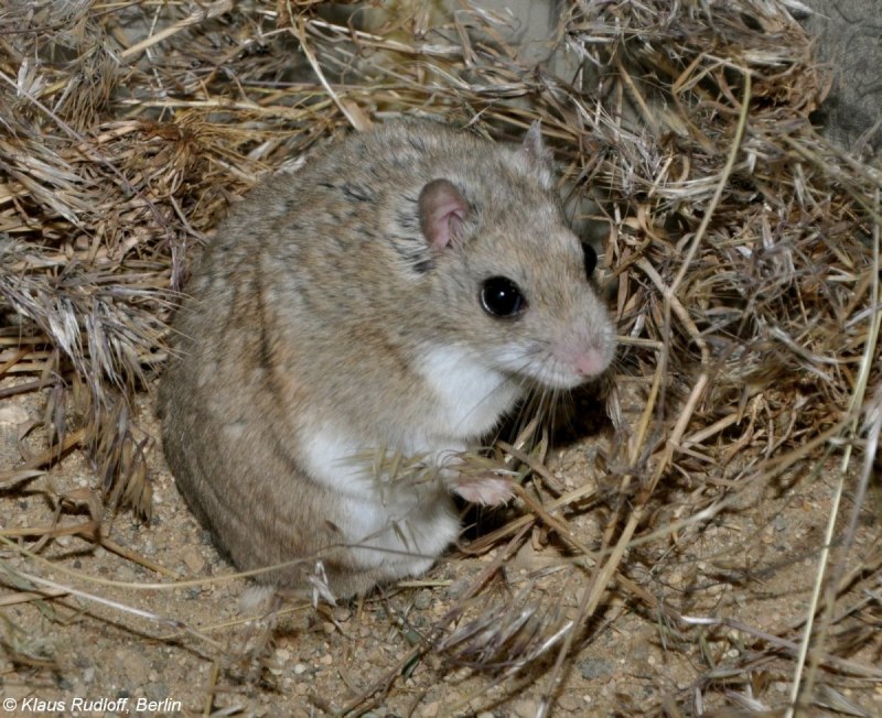 Хомячок Эверсманна (Cricetulus eversmanni)