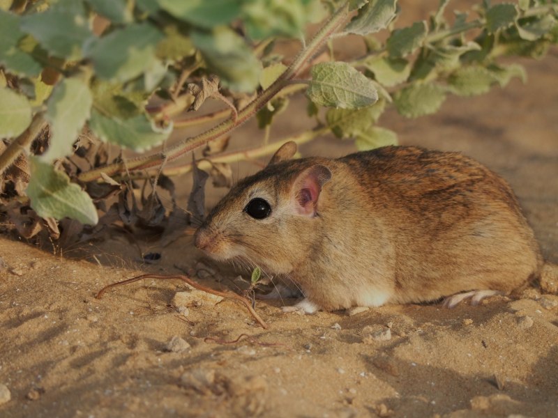 Полуденная Песчанка Meriones Meridianus