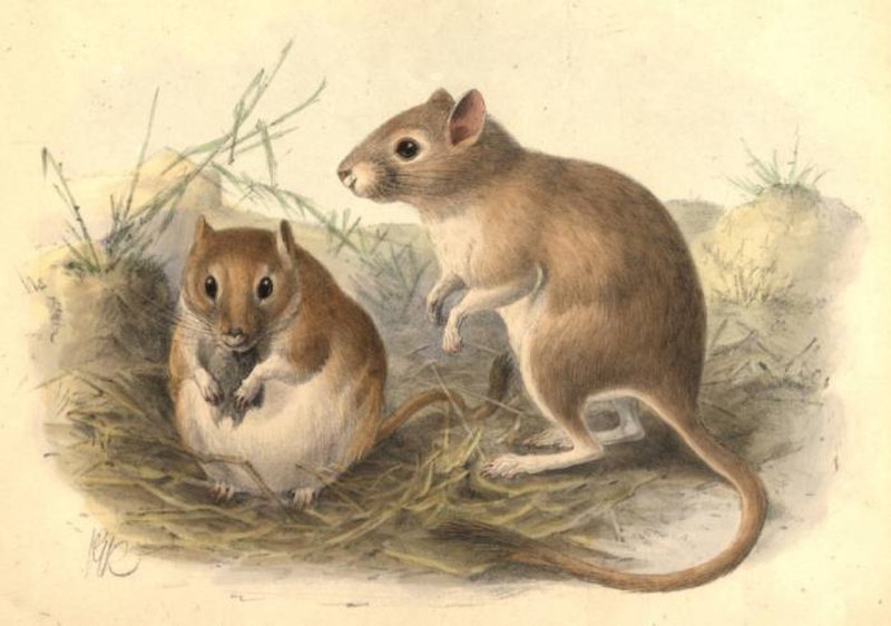 Полуденная Песчанка Meriones Meridianus