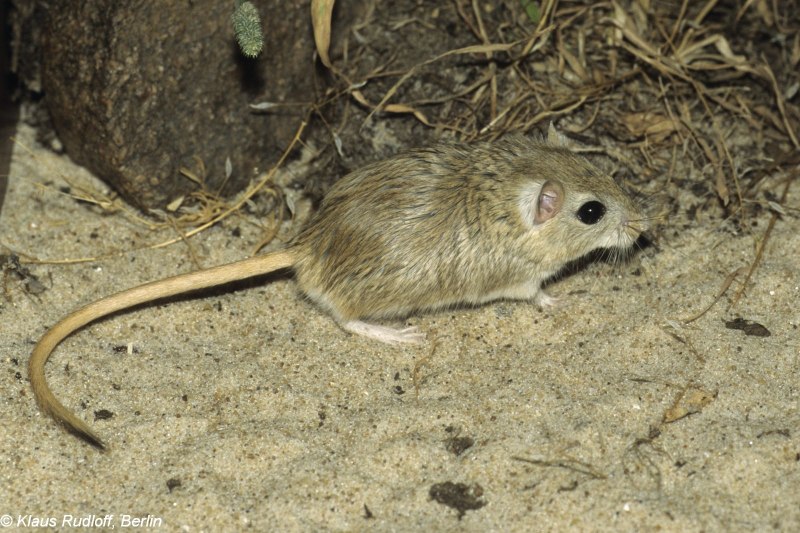 Полуденная Песчанка Meriones Meridianus
