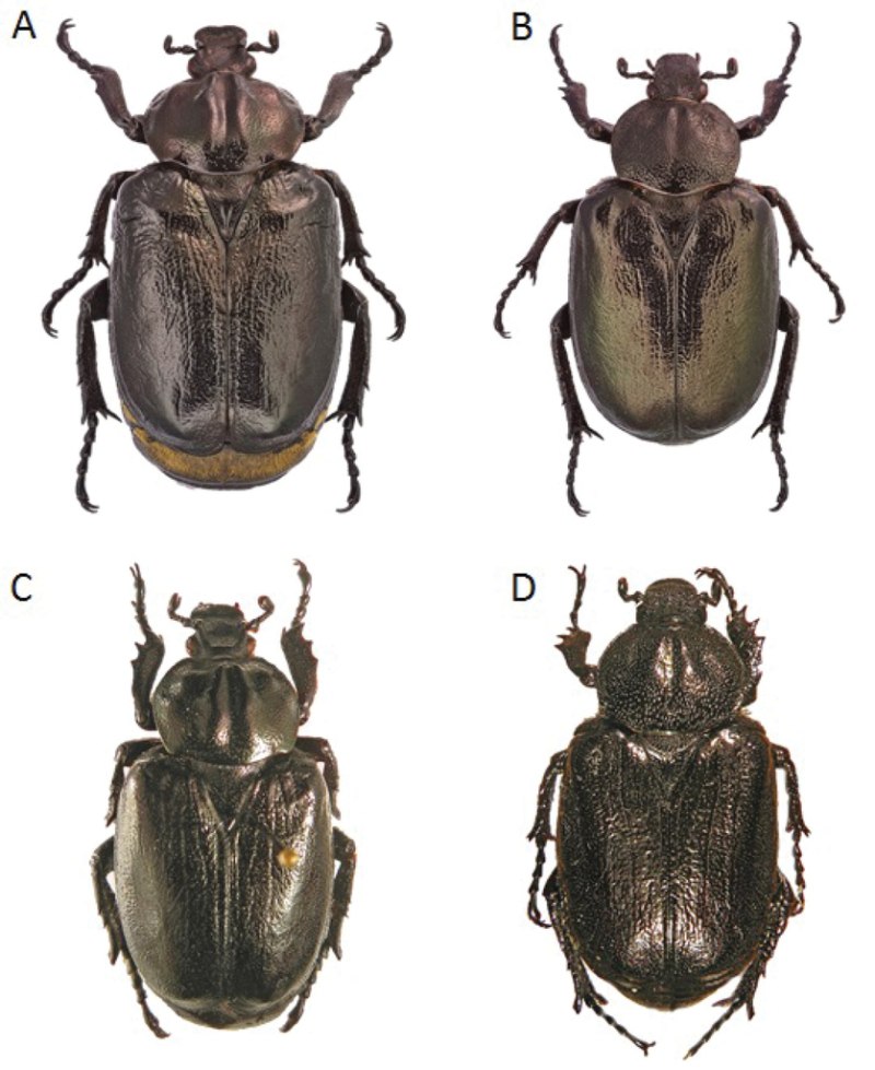 Habitus Aegroti