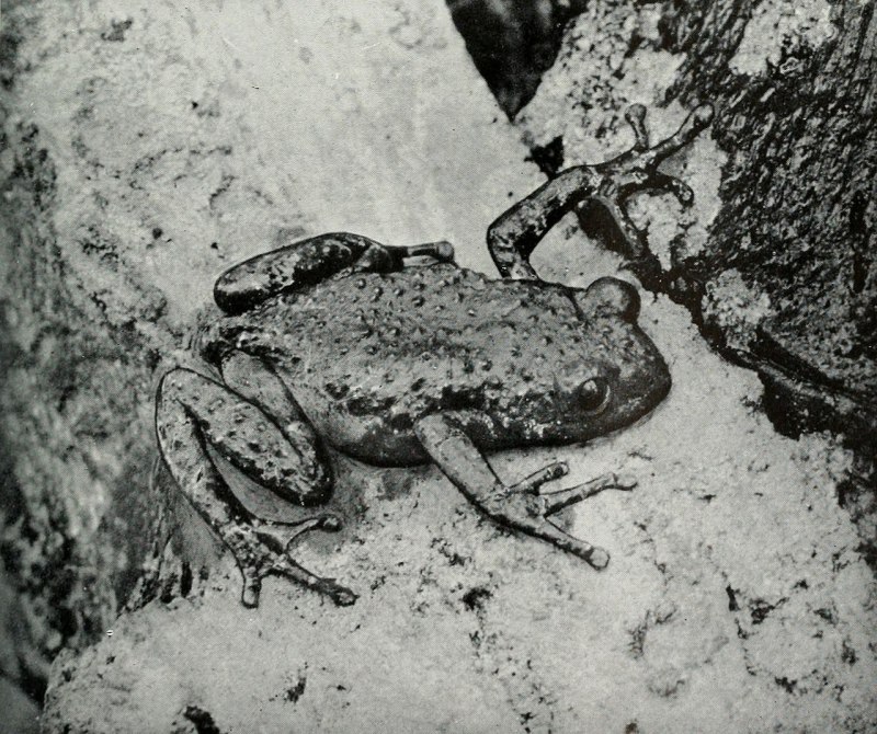 Calpurnius verrucosus