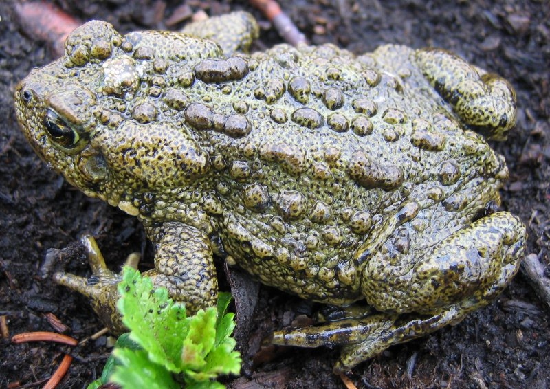 Жаба Anaxyrus