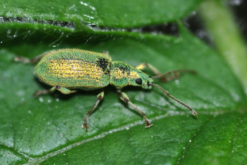 Phyllobius argentatus