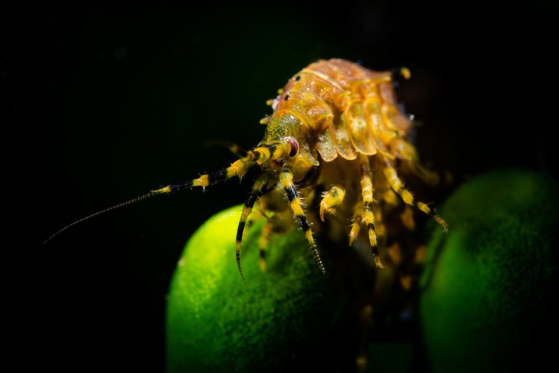 Eulimnogammarus verrucosus