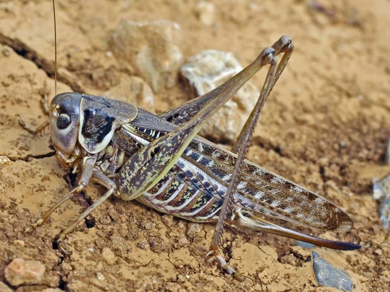Кузнечик белолобый Decticus albifrons