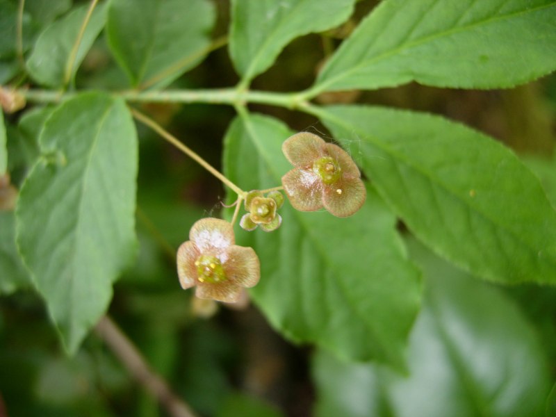 Euonymus verrucosa